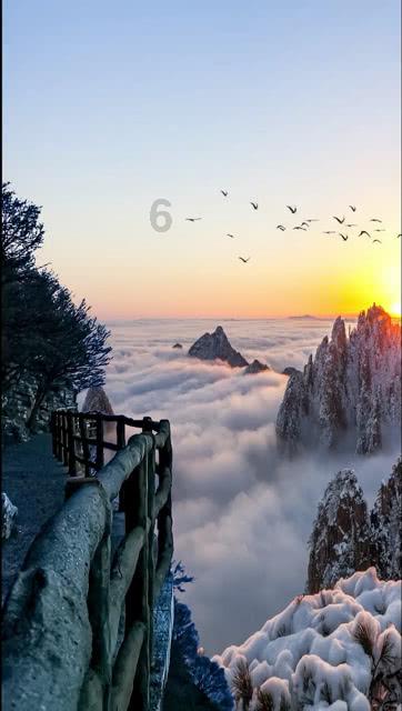 解救金刚鹦鹉